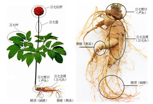 三七的杆茎叶