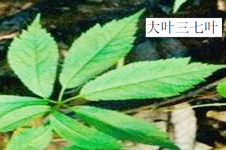 大叶三七