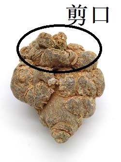 三七的剪口图